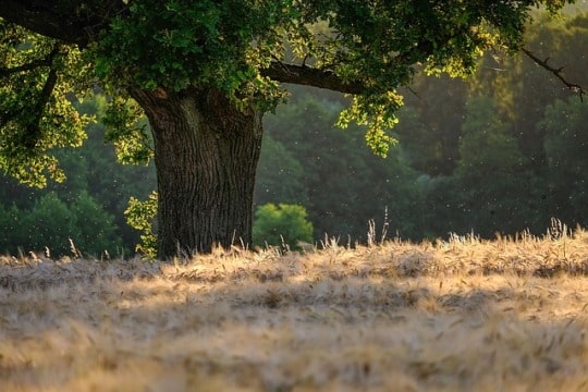 Chene-arbre-debout-tous